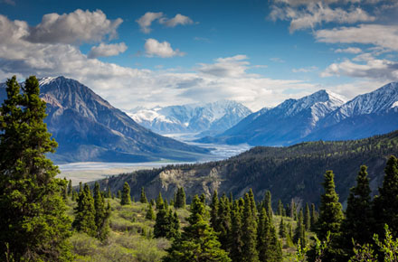 picture of forest and mountains